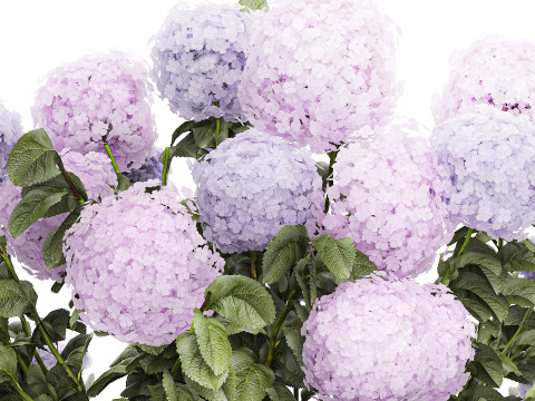 Set bushes lilac pink hydrangea with flowers for the garden 1486 Modello 3D