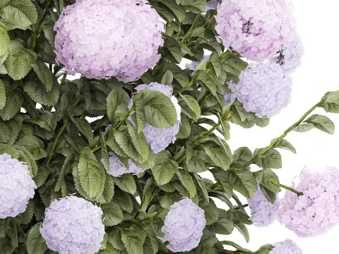 Ensemble de buissons d'hortensia rose lilas avec fleurs pour le jardin 1486 Modèle 3D