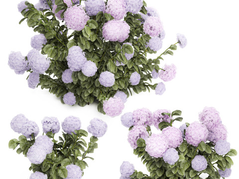 Set bushes lilac pink hydrangea with flowers for the garden 1486 Modello 3D