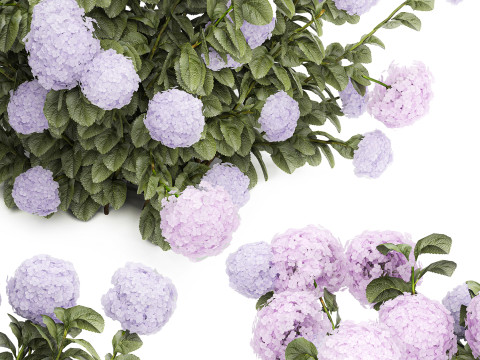 Set bushes lilac pink hydrangea with flowers for the garden 1486 Modello 3D