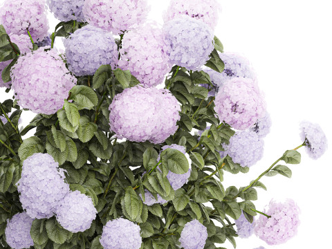 Set bushes lilac pink hydrangea with flowers for the garden 1486 Modello 3D