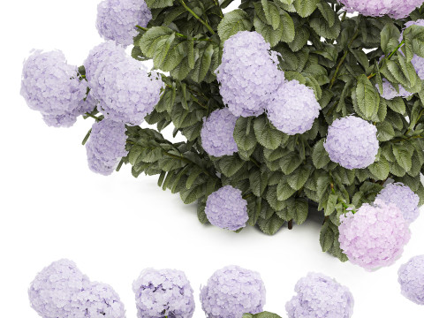 Set bushes lilac pink hydrangea with flowers for the garden 1486 Modello 3D