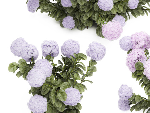 Set bushes lilac pink hydrangea with flowers for the garden 1486 Modello 3D