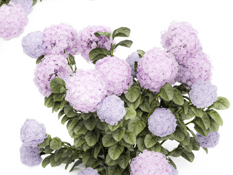 Set bushes lilac pink hydrangea with flowers for the garden 1486 Modello 3D