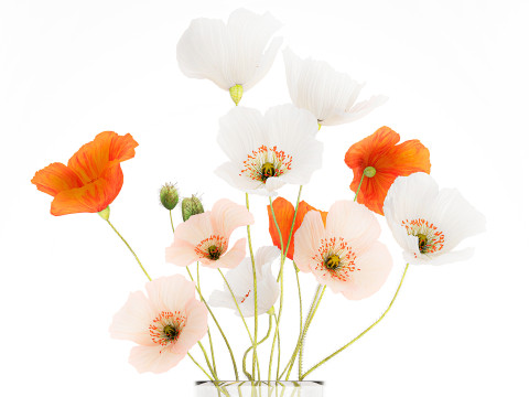 Bouquet In A Glass Vase With Icelandic Poppy 597 3Dモデル