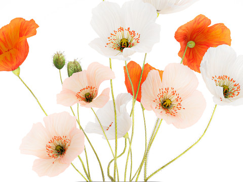 Bouquet In A Glass Vase With Icelandic Poppy 597 3Dモデル