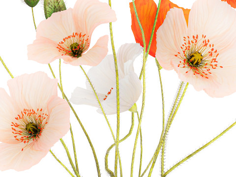 Bouquet In A Glass Vase With Icelandic Poppy 597 3Dモデル