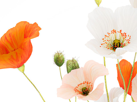 Bouquet In A Glass Vase With Icelandic Poppy 597 3Dモデル