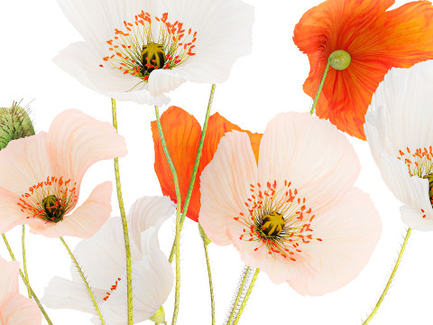 Bouquet In A Glass Vase With Icelandic Poppy 597 3Dモデル