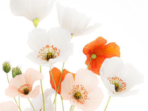Bouquet In A Glass Vase With Icelandic Poppy 597 3Dモデル