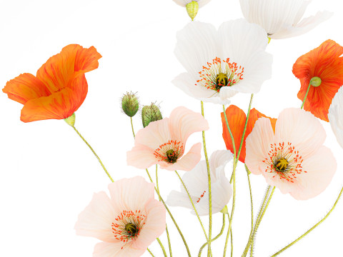 Bouquet In A Glass Vase With Icelandic Poppy 597 3Dモデル
