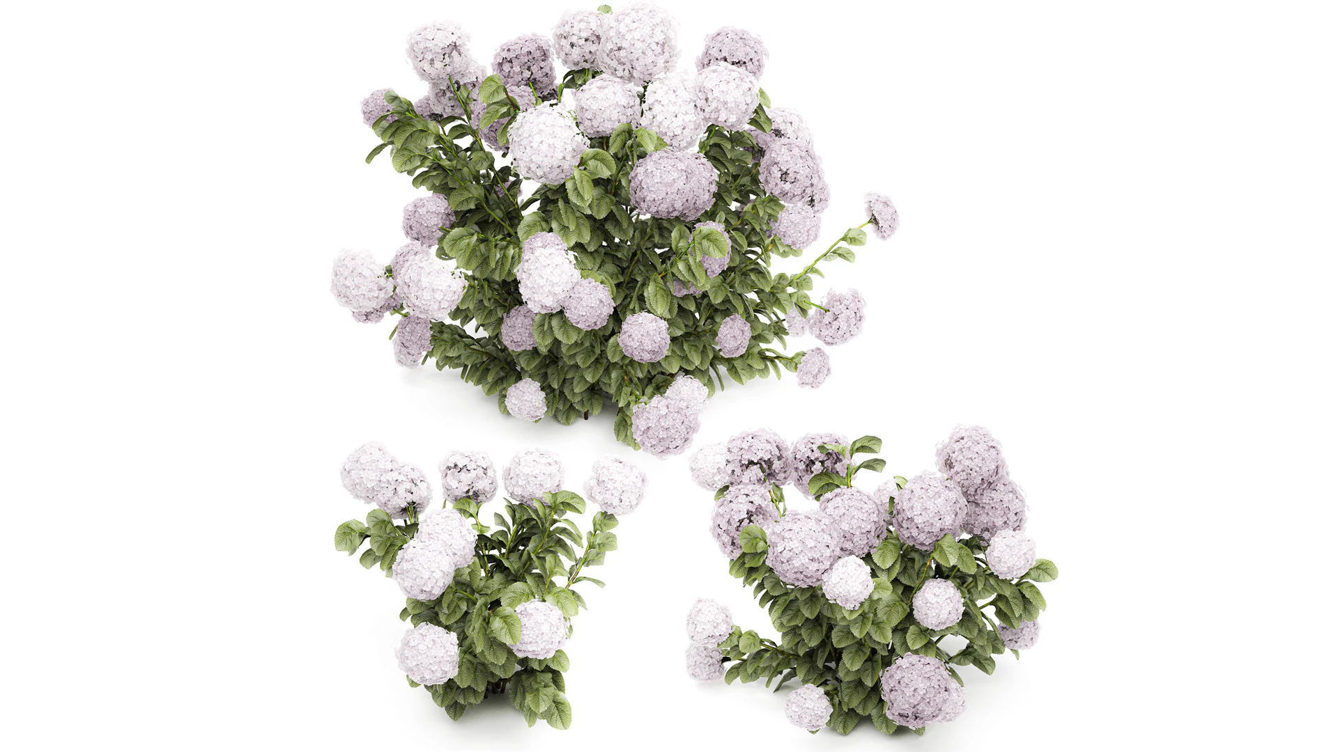 Bellissimi cespugli di ortensie rosa lilla con fiori per il giardino 1487 Modello 3D .c4d .max .obj .3ds .fbx .stl .blend