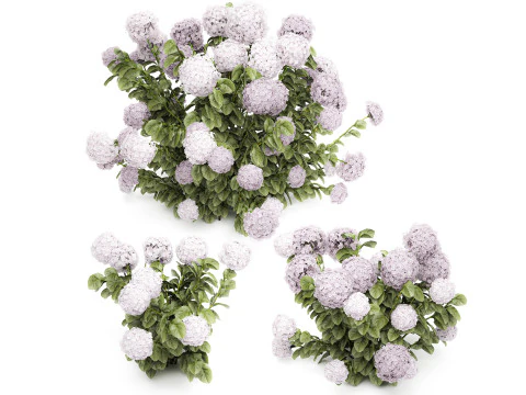 Bellissimi cespugli di ortensie rosa lilla con fiori per il giardino 1487 Modello 3D