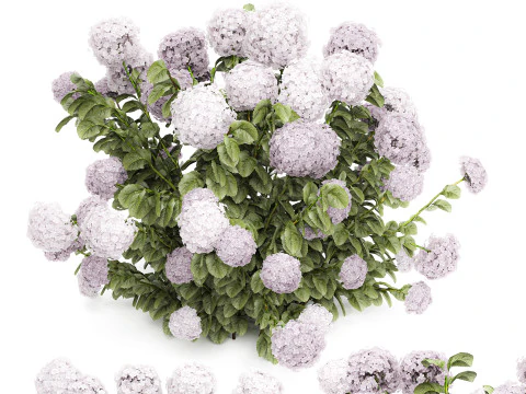 Bellissimi cespugli di ortensie rosa lilla con fiori per il giardino 1487 Modello 3D