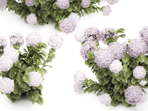 Bellissimi cespugli di ortensie rosa lilla con fiori per il giardino 1487 Modello 3D