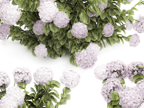 Beautiful bushes lilac pink hydrangea with flowers for the garden 1487 3D Model