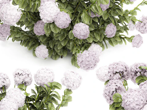 Bellissimi cespugli di ortensie rosa lilla con fiori per il giardino 1487 Modello 3D