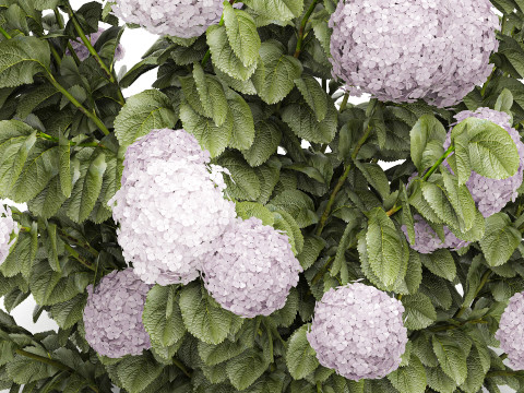 Beautiful bushes lilac pink hydrangea with flowers for the garden 1487 3D Model