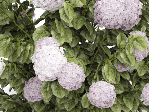 Bellissimi cespugli di ortensie rosa lilla con fiori per il giardino 1487 Modello 3D