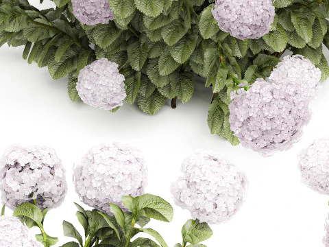 Bellissimi cespugli di ortensie rosa lilla con fiori per il giardino 1487 Modello 3D