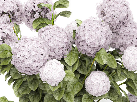 Bellissimi cespugli di ortensie rosa lilla con fiori per il giardino 1487 Modello 3D