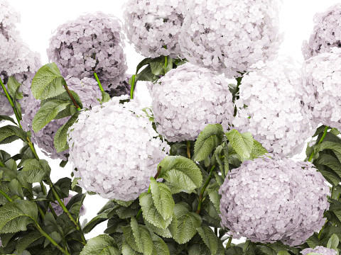 Beautiful bushes lilac pink hydrangea with flowers for the garden 1487 3D Model