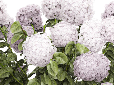 Bellissimi cespugli di ortensie rosa lilla con fiori per il giardino 1487 Modello 3D