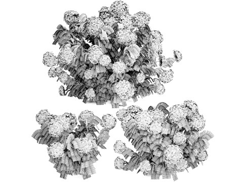 Beautiful bushes lilac pink hydrangea with flowers for the garden 1487 3D Model