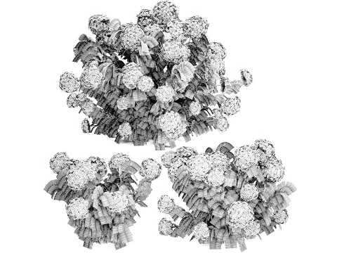 Bellissimi cespugli di ortensie rosa lilla con fiori per il giardino 1487 Modello 3D