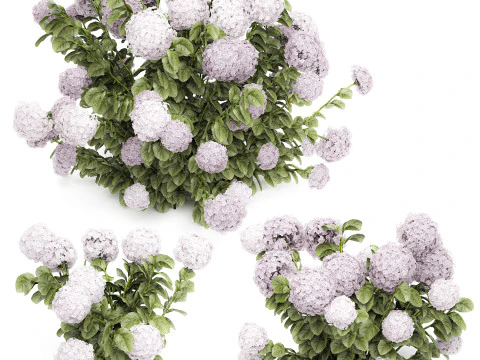 Bellissimi cespugli di ortensie rosa lilla con fiori per il giardino 1487 Modello 3D