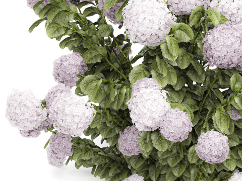 Beautiful bushes lilac pink hydrangea with flowers for the garden 1487 3D Model
