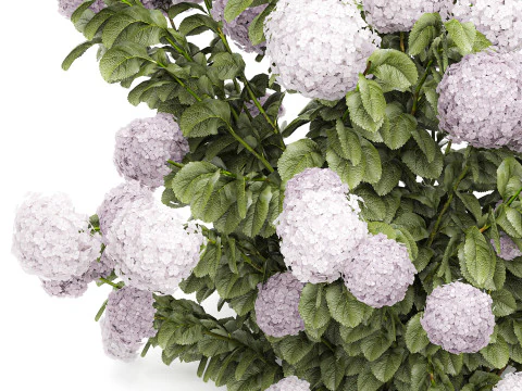 Bellissimi cespugli di ortensie rosa lilla con fiori per il giardino 1487 Modello 3D