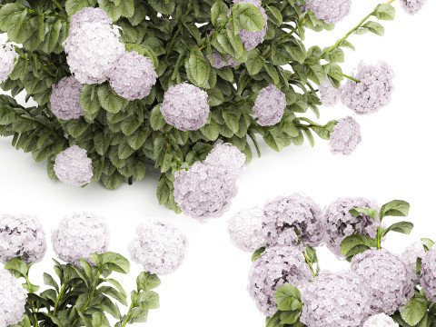 Beautiful bushes lilac pink hydrangea with flowers for the garden 1487 3D Model