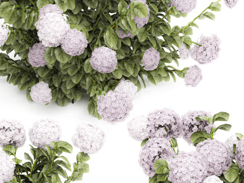 Bellissimi cespugli di ortensie rosa lilla con fiori per il giardino 1487 Modello 3D