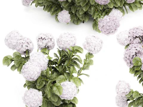 Bellissimi cespugli di ortensie rosa lilla con fiori per il giardino 1487 Modello 3D