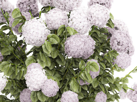 Bellissimi cespugli di ortensie rosa lilla con fiori per il giardino 1487 Modello 3D