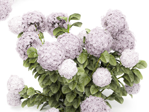 Beautiful bushes lilac pink hydrangea with flowers for the garden 1487 3D Model