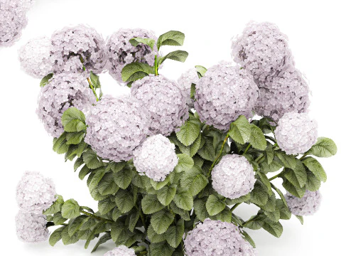 Bellissimi cespugli di ortensie rosa lilla con fiori per il giardino 1487 Modello 3D