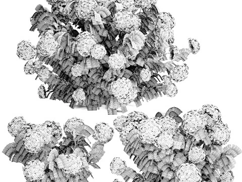 Bellissimi cespugli di ortensie rosa lilla con fiori per il giardino 1487 Modello 3D