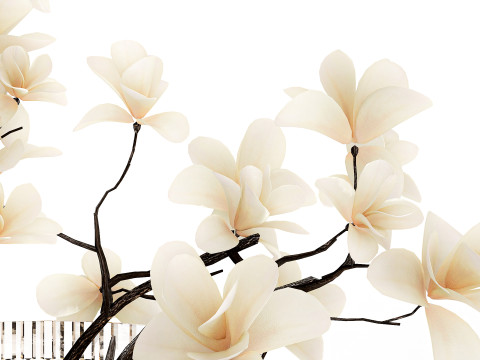 White Flowers From Branches Of Blooming Magnolia 599 Model 3D