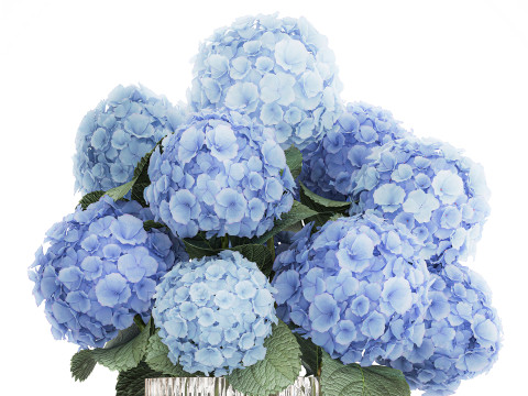 Bouquet In A Glass Vase With Blue Hydrangea 601 3D Model