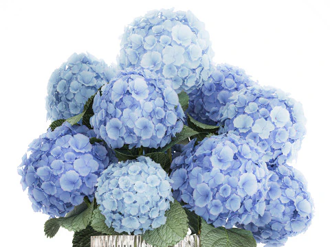 Bouquet In A Glass Vase With Blue Hydrangea 601 3D Model