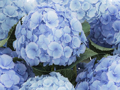 Bouquet In A Glass Vase With Blue Hydrangea 601 3D Model