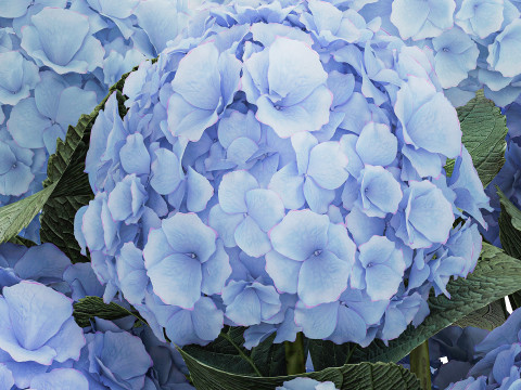 Bouquet In A Glass Vase With Blue Hydrangea 601 3D Model