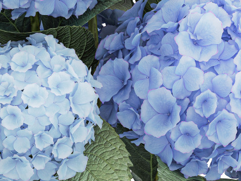 Bouquet In A Glass Vase With Blue Hydrangea 601 3D Model