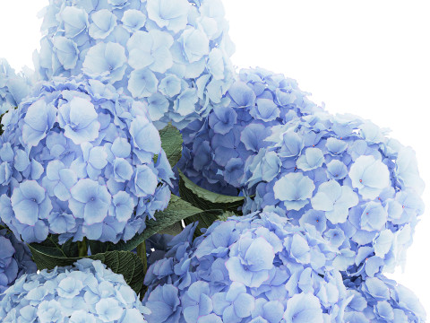 Bouquet In A Glass Vase With Blue Hydrangea 601 3D Model