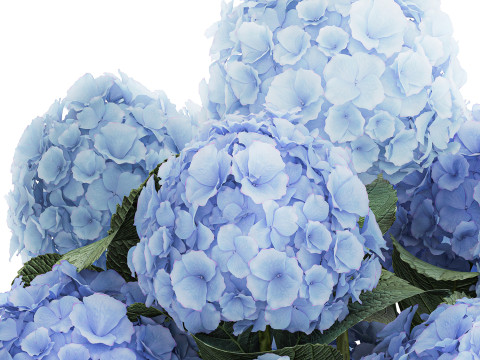 Bouquet In A Glass Vase With Blue Hydrangea 601 3D Model