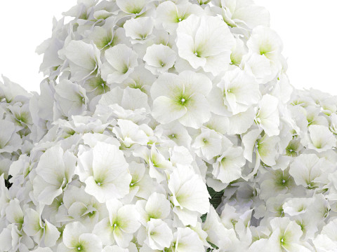 Beautiful festive bouquet decoration glass vase white hydrangea 603 3D Model