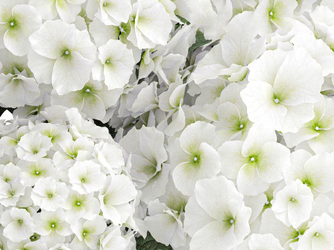 Beautiful festive bouquet decoration glass vase white hydrangea 603 3D Model