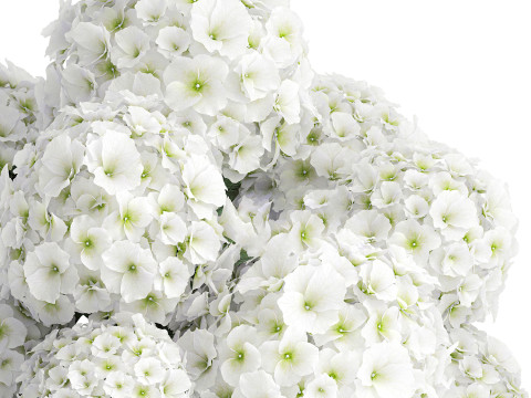 Beautiful festive bouquet decoration glass vase white hydrangea 603 3D Model